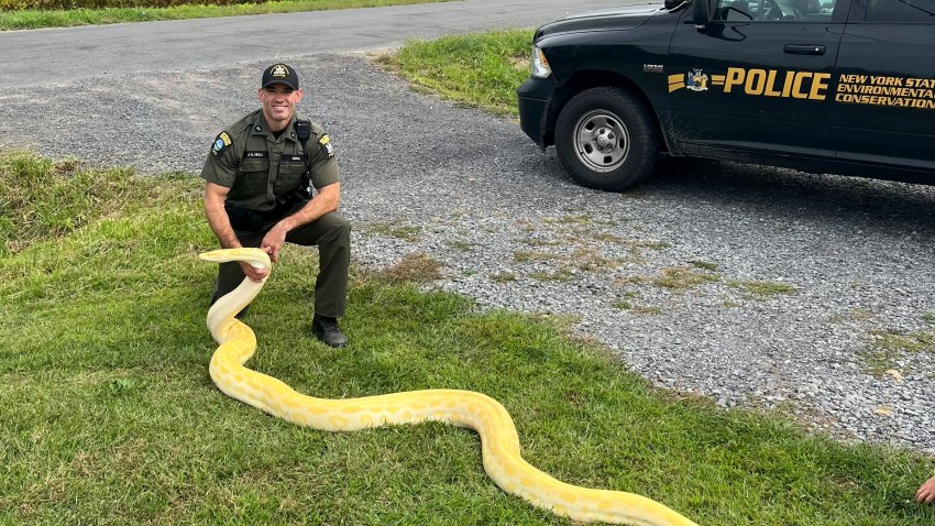 In this photo released by the New York State Department of Environmental Conservation, DEC Officer Jeff Hull poses with a Burmese python that was confiscated from a home in New Hartford, N.Y., on Aug. 28, 2024. It is illegal to own a Burmese python in New York state without a permit. (New York State Department of Environmental Conservation via AP)