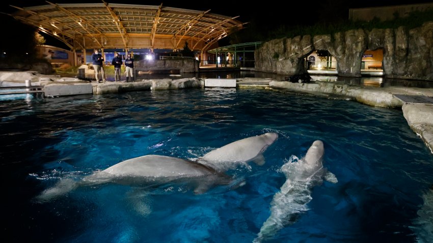 Three beluga whales swim together in an acclimation pool.