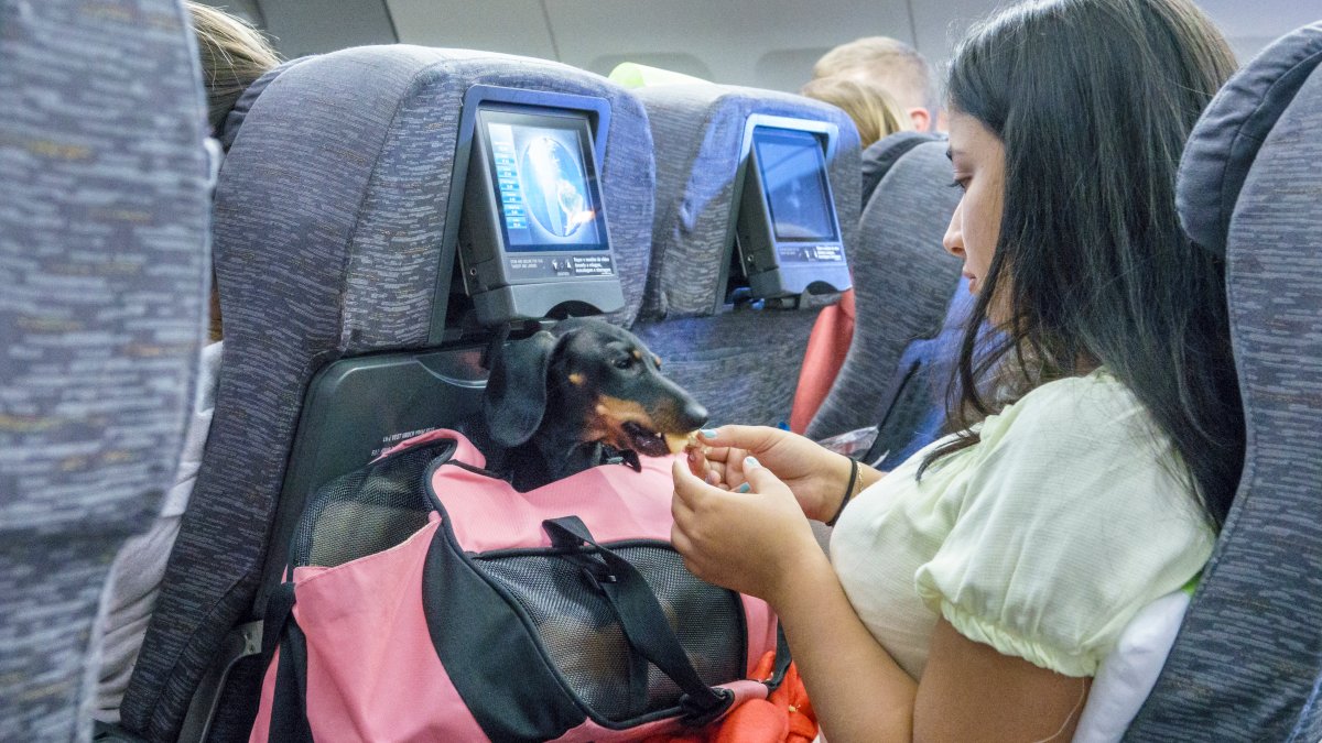 Pets are hitching a ride on the travel boom