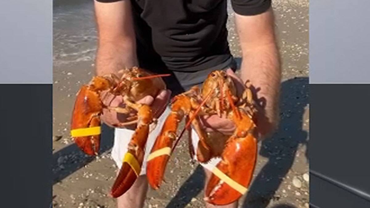 2 more rare orange lobsters rescued from seafood tanks at Long Island stores