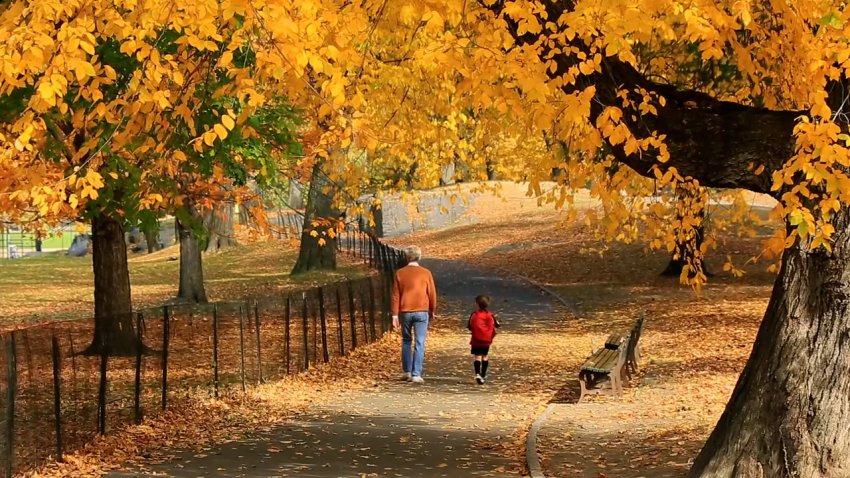 Man and young child walk through park with yellow fall leaves