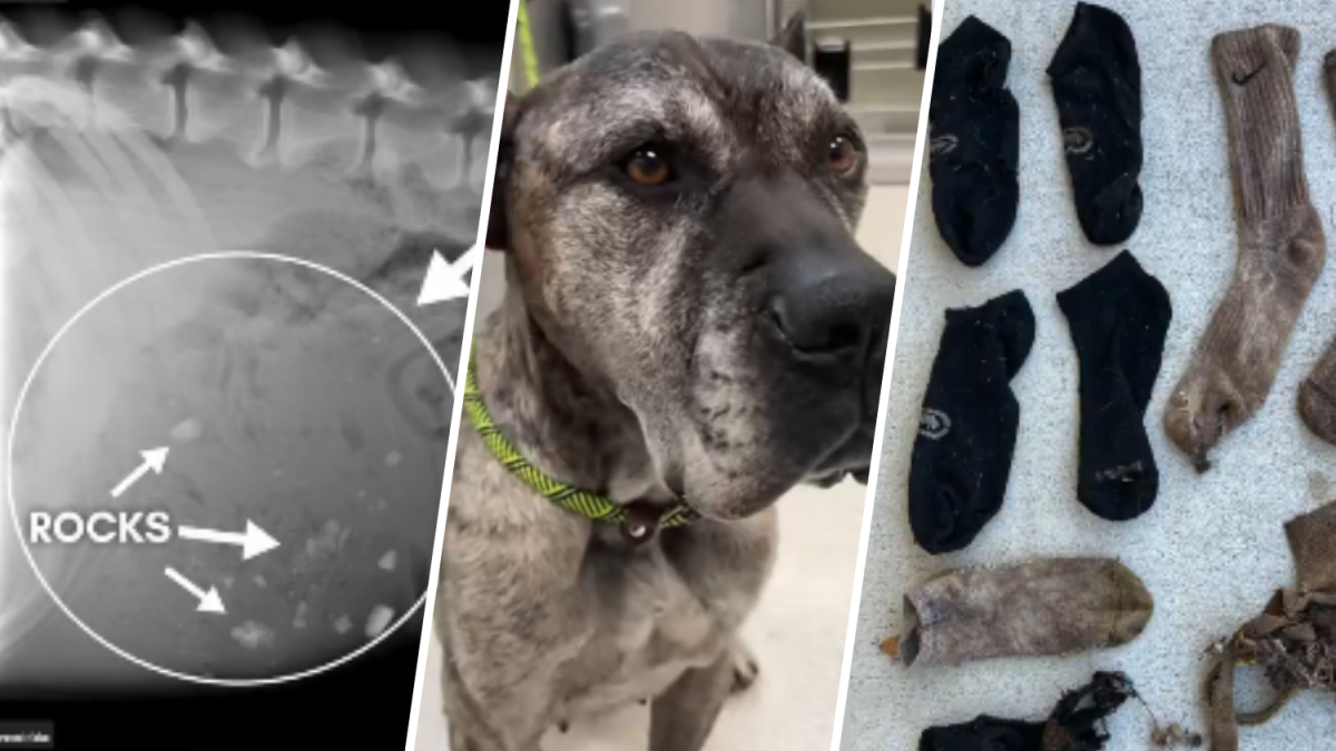 Dog with big appetite for socks, rocks rescued in Ventura County NBC