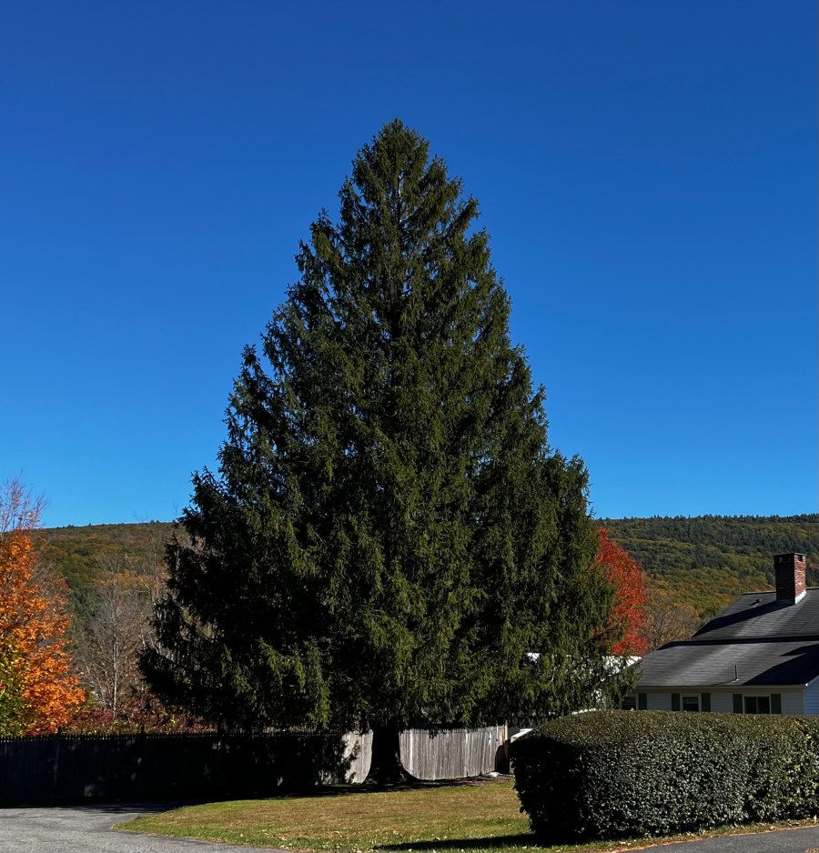 Rockefeller Center Christmas tree revealed! Key dates to know NBC