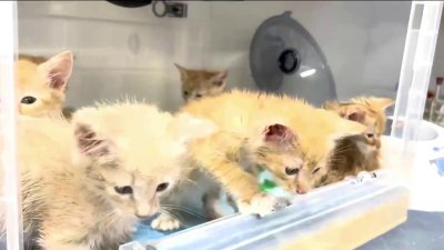 South Florida shelters help pets stranded after Helene