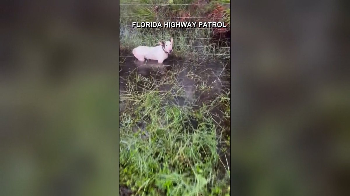Trooper saves dog tied to fence as Hurricane Milton rolls in – NBC New York