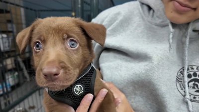 Puppies rescued from Hurricane Helene arrive on Long Island