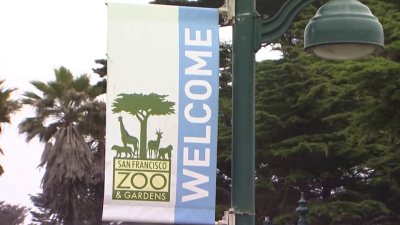 Report finds San Francisco Zoo ‘extremely outdated', unsafe