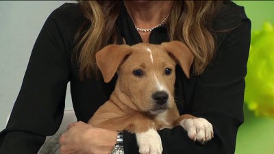 Adopt Blondie & friends!