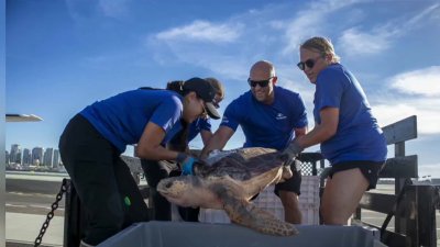 SeaWorld San Diego releases rehabilitated sea turtle