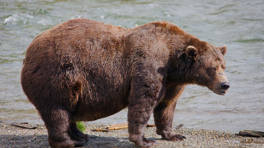 This image provided by the National Park Service shows bear 32 Chunk at Katmai National Park in Alaska on Sept. 19, 2024.