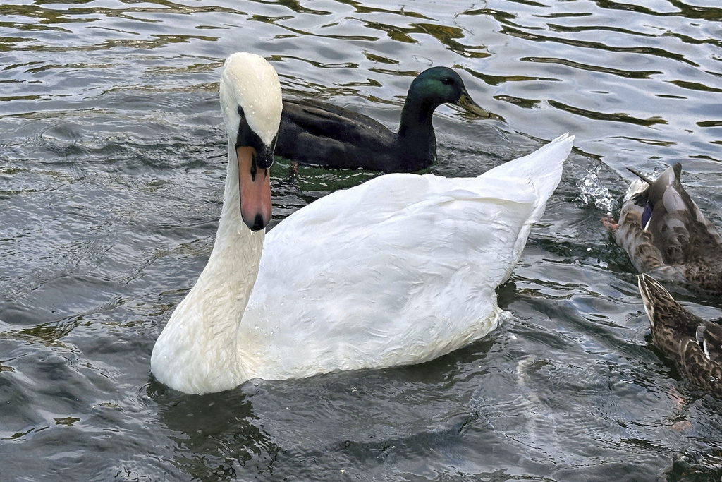 Manlius swans: Village given ultimatum over elegant animals – NBC