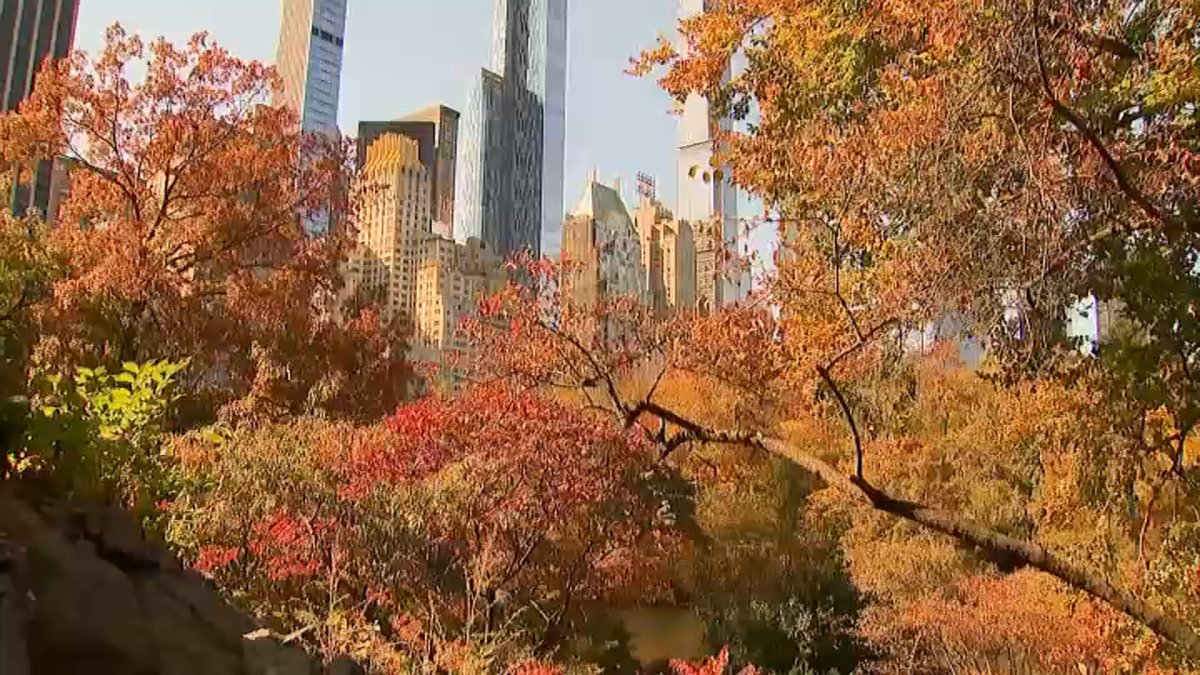 Central Park hits peak fall foliage early. Why so soon? NBC New York