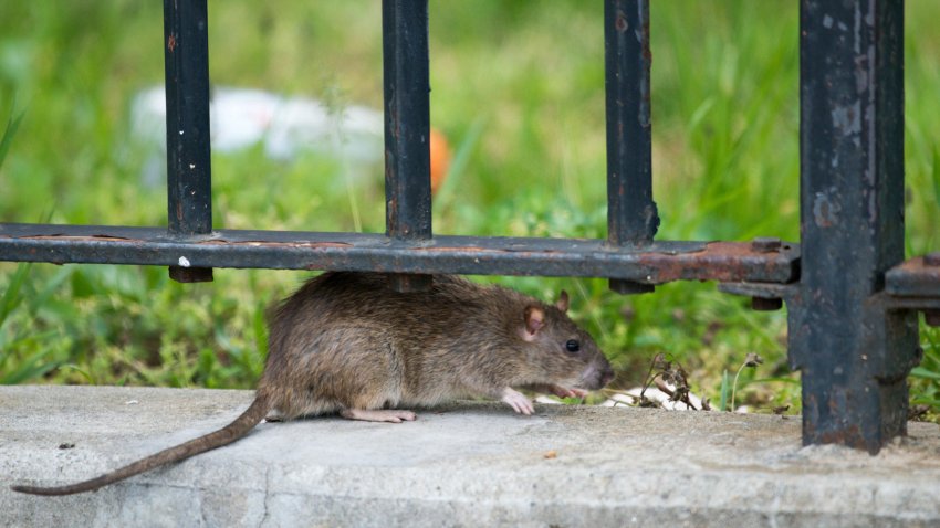 A rat is spotted outside New York City Housing Authority housing at the Farragut Houses in Brooklyn, New York.