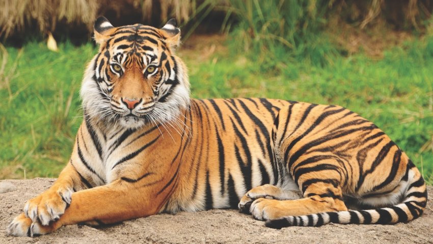 Portrait of a Royal Bengal Tiger alert and Staring at the Camera. National Animal of Bangladesh