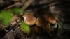 11 people hospitalized after eating toxic mushrooms in Pennsylvania