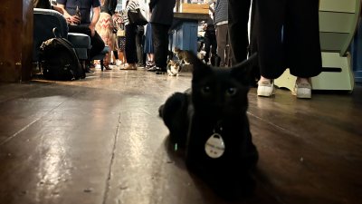 ‘Kittens for Kamala' unite in support of Harris-Walz at Brooklyn Cat Cafe