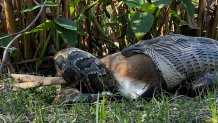 Female Burmese python measuring 14.8’ (4.5m) and weighing 115.2 lbs (52.3 kg) consuming a white-tailed deer weighing 76.9 lbs (34.9 kg) in southwestern Florida.