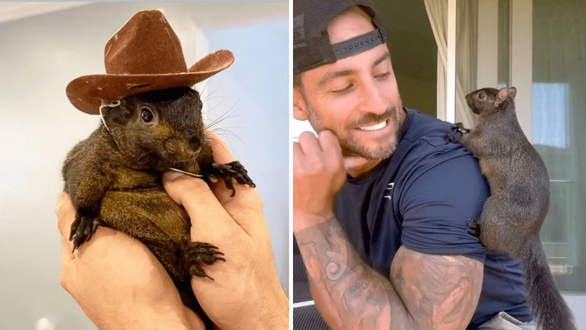 Undated images provided by Mark Longo show him with his pet squirrel Peanut that was seized by officers from the state Department of Environmental Conservation, at Longo’s home in rural Pine City, N.Y.