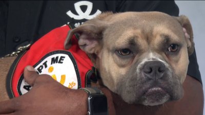 Three cuties from Best Friends Animal Society are ready to be adopted