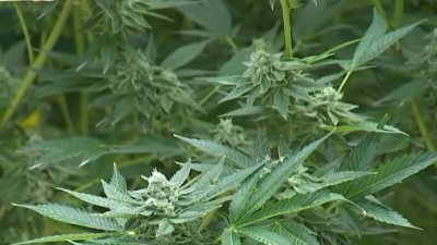 Marijuana amendment fails to meet threshold to pass in Florida