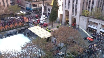 Rockefeller Center Christmas Tree arrives in NYC, hoisted by crane into place in the Plaza