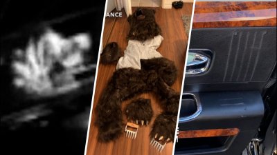 Person dressed in bear costume attacks cars as part of insurance scam