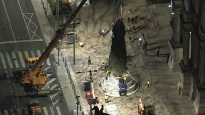 Time-lapse video: Philadelphia's official holiday tree arrives at City Hall