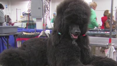 Which dog won ‘best in show' at Pa.'s National Dog Show?