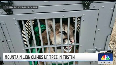 Mountain lion creates a scene in Tustin neighborhood