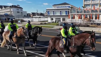 In the saddle: Training police horses in Cape May