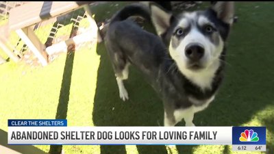 Healthy Husky looks for forever home after being surrendered by owner