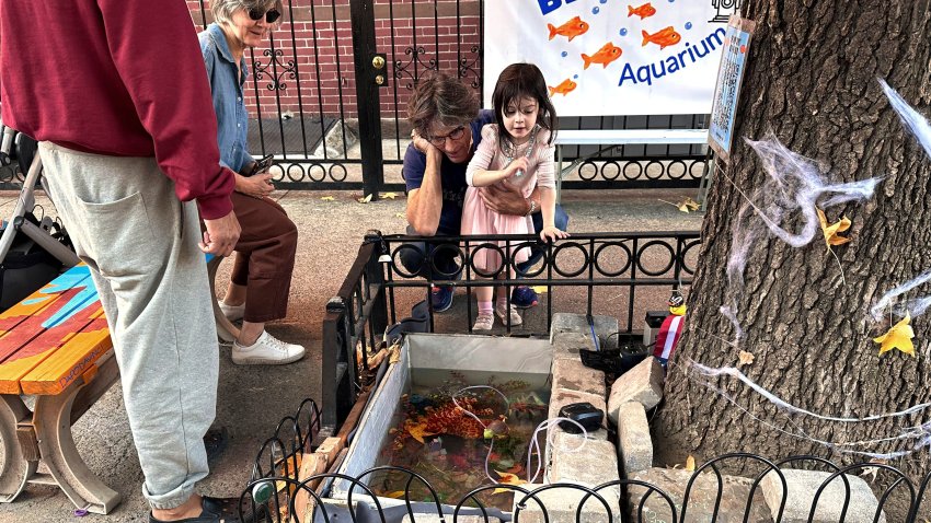 John Ginsberg and his granddaughter Isabel Lohan, 3, look at the replacement makeshift goldfish aquarium in a tree bed,  adjacent to the one previously filled-in with concrete by the city, Friday, Nov. 1, 2024, in the Brooklyn borough of New York.