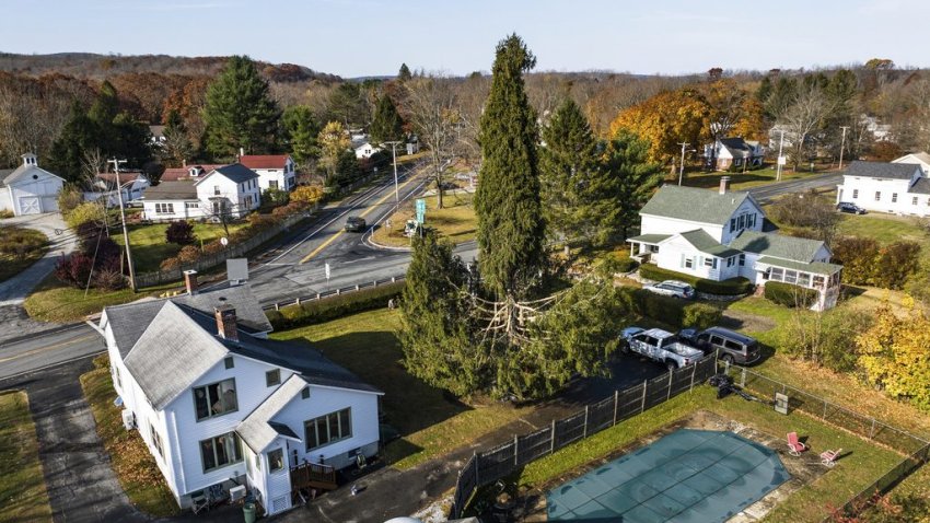 In this image take with a drone, a Norway spruce, this year’s Rockefeller Center Christmas tree, is prepared for harvest, Wednesday, Oct. 30, 2024, in West Stockbridge, Mass. (AP Photo/Rodrique Ngowi)