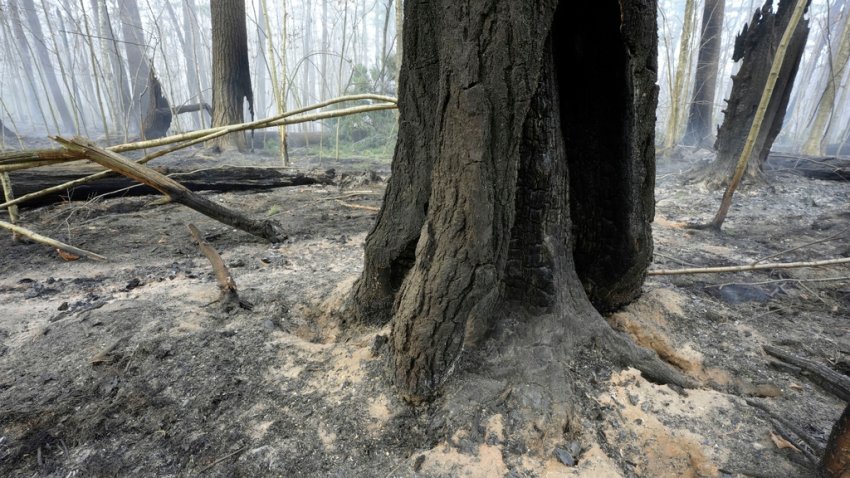 A fire damaged tree stands surrounded by ash, Sunday, Nov. 10, 2024, in Lynn Woods Reservation, after a brush fire moved through the area, in Lynn, Mass. (AP Photo/Steven Senne)