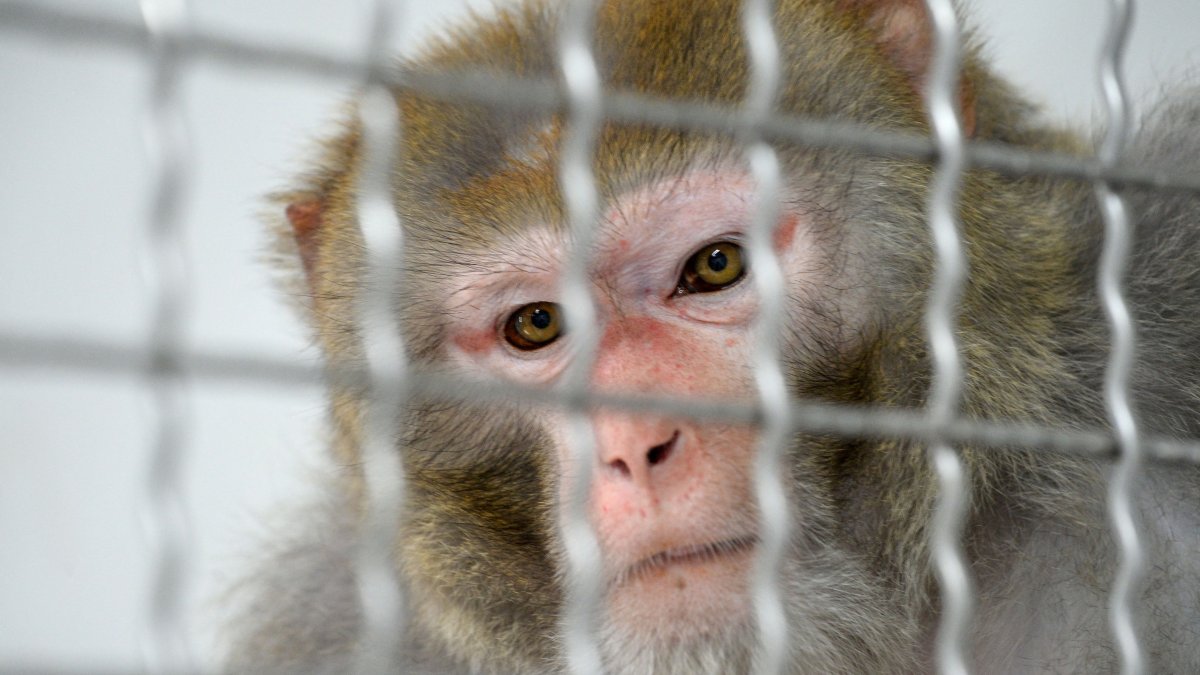 43 escaped research monkeys still loose in South Carolina – NBC New York