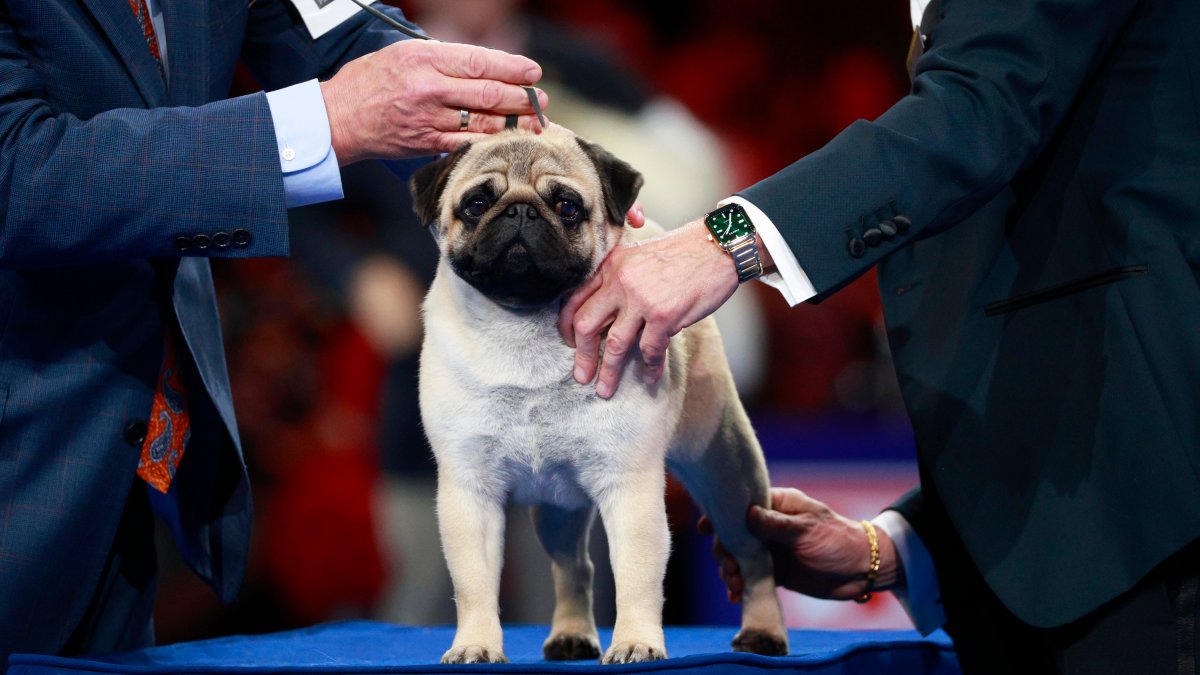 2024 National Dog Show How winner Vito the pug made history NBC New York