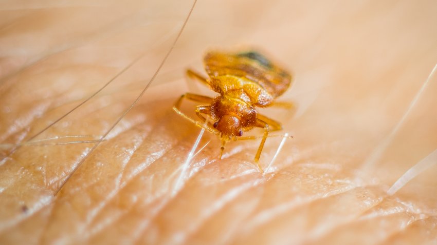 Bed bug feeding on human skin.