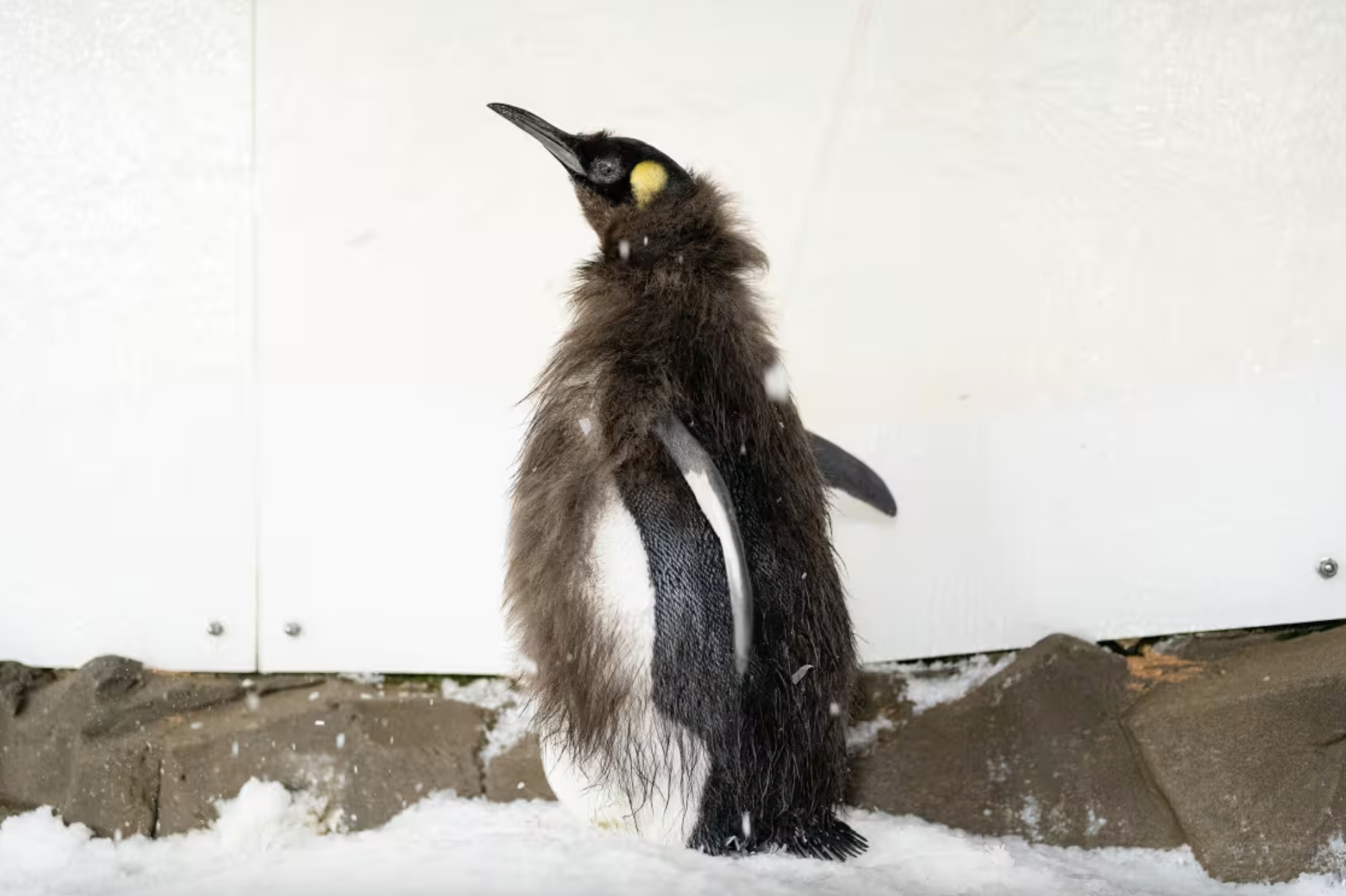 Pesto the viral baby penguin is shedding his brown feathers NBC New York
