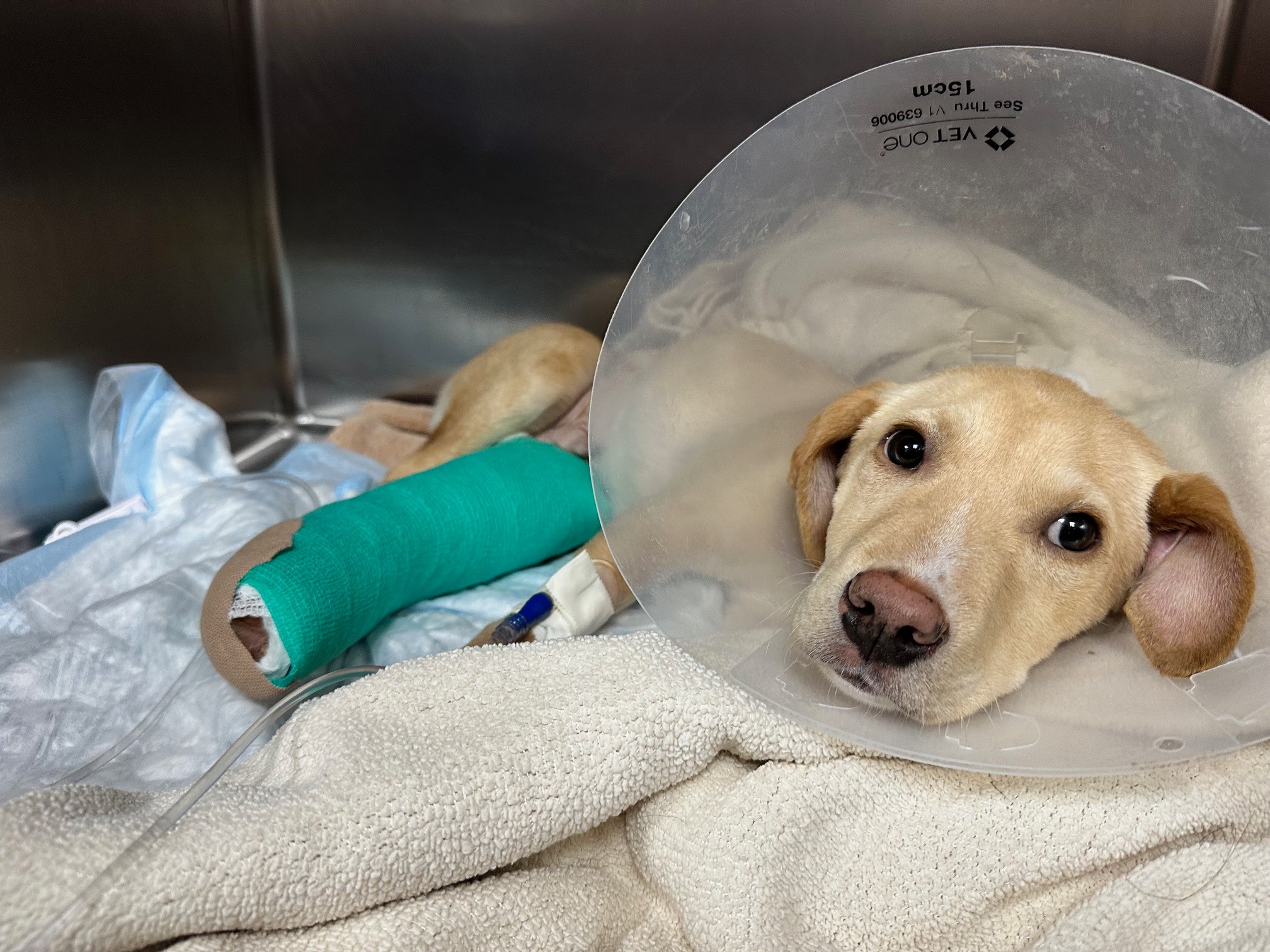 Canine injured in New York airplane crash that killed pilot being handled in Connecticut