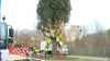 Watch Live: Rockefeller Center Christmas tree cutting