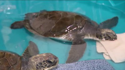 Mission to rescue turtles stunned by cold weather on Long Island