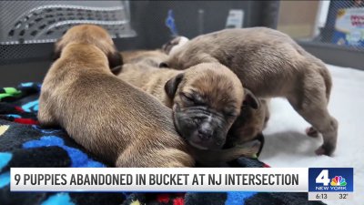 9 puppies abandoned in bucket at NJ intersection