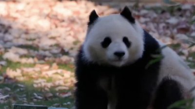 National Zoo releases video of giant pandas enjoying mealtime