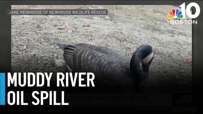 Cleanup underway after oil spills into the Muddy River, impacting wildlife