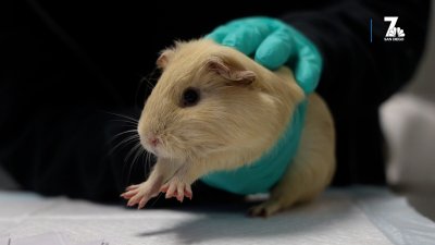 51 guinea pigs found in RV after owner dies up for adoption at SD Humane Society