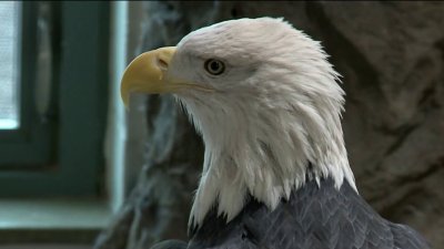 Bald Eagle officially America's national bird