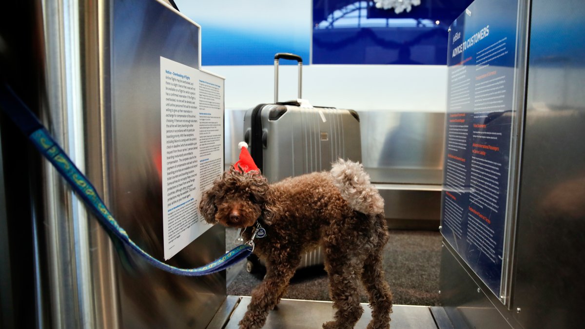 How accurate are airport luggage scales? What to know before traveling