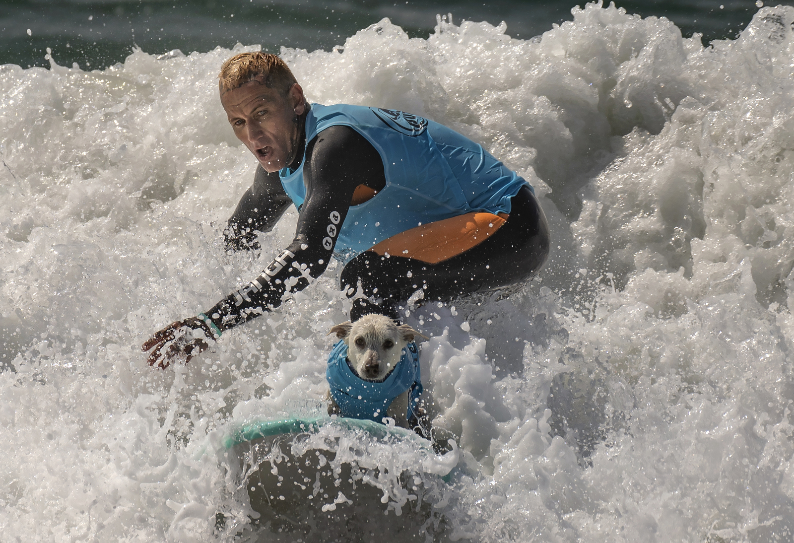 Surf City Surf Dogs strut their stuff in Huntongton Beach