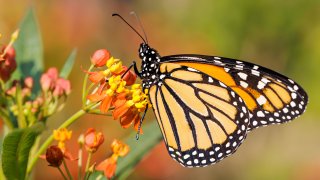 Monarch butterfly.