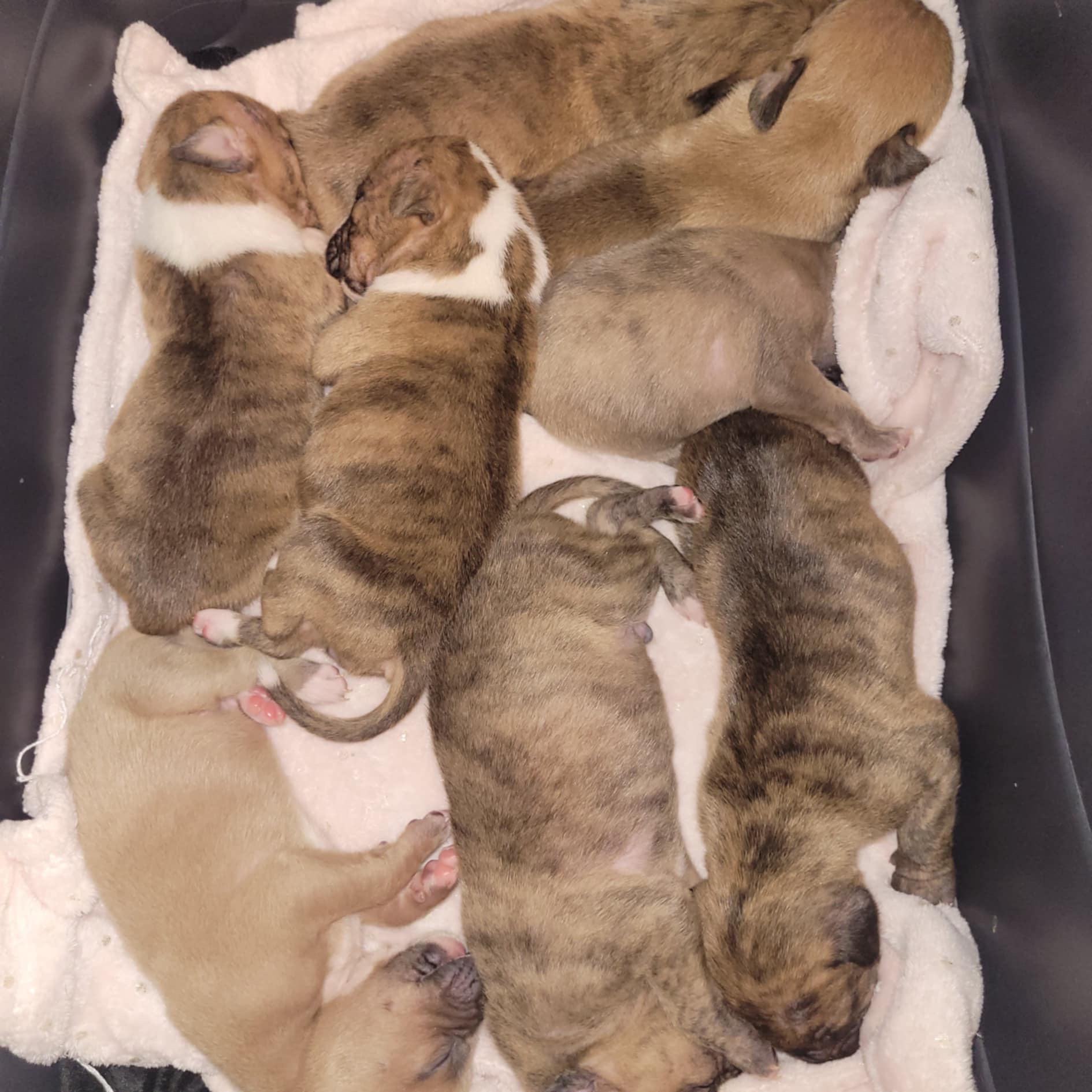 ‘They’ve endured a lot’: 9 puppies deserted in bucket at NJ intersection ‘They’ve endured a lot’: 9 puppies deserted in bucket at NJ intersection